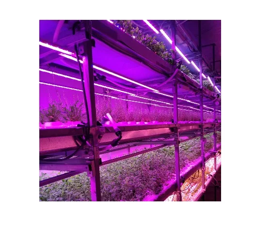 
Vertical Farming and Hydroponics for Commercial Greenhouses and Agriculture Indoor Systems 
