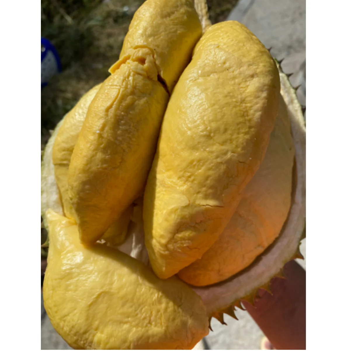 
Fresh Ri6 Durian Fruit With High Quality and Best Price !!! 