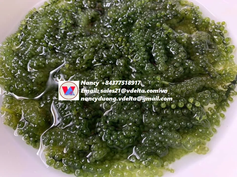 
BEST SELLER LATOK SEA GRAPES/CAULERPA LENTILLIFERA/BADAPODO Ms.Lucy +84 929 397 651 