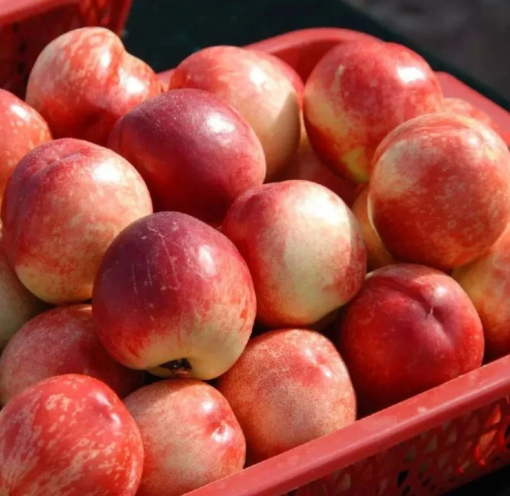 
 Свежий Персик/Нектарин  