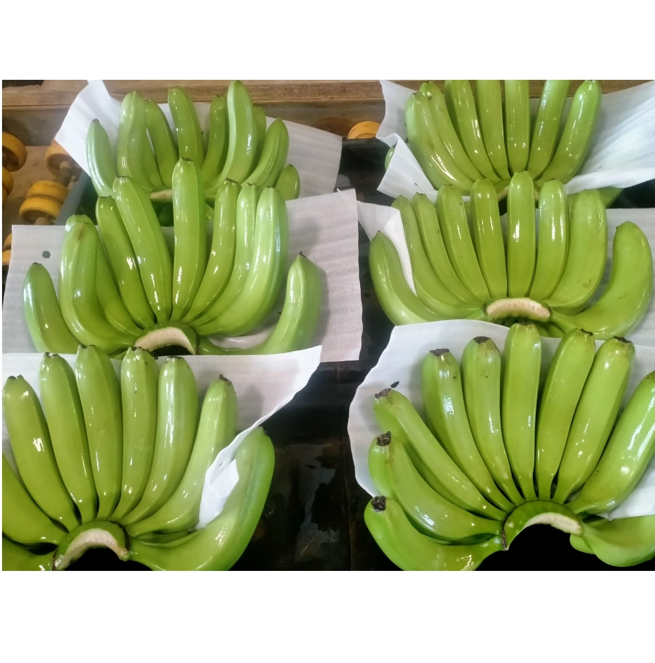 Оптовая продажа Cavendish Banana - 100% органический свежий банан из Вьетнама экспорт фруктов оптовая новейший урожай натуральный сладкий