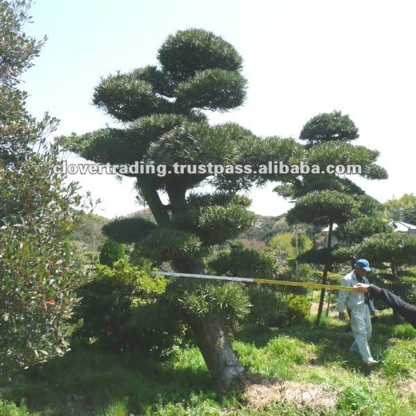 Garden Decoration Podocarpus Japanese Big Bonsai