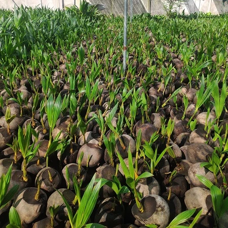 
 Распродажа, саженцы кокоса из Вьетнама/Whatsapp + 84 896611913 (LAURA)  