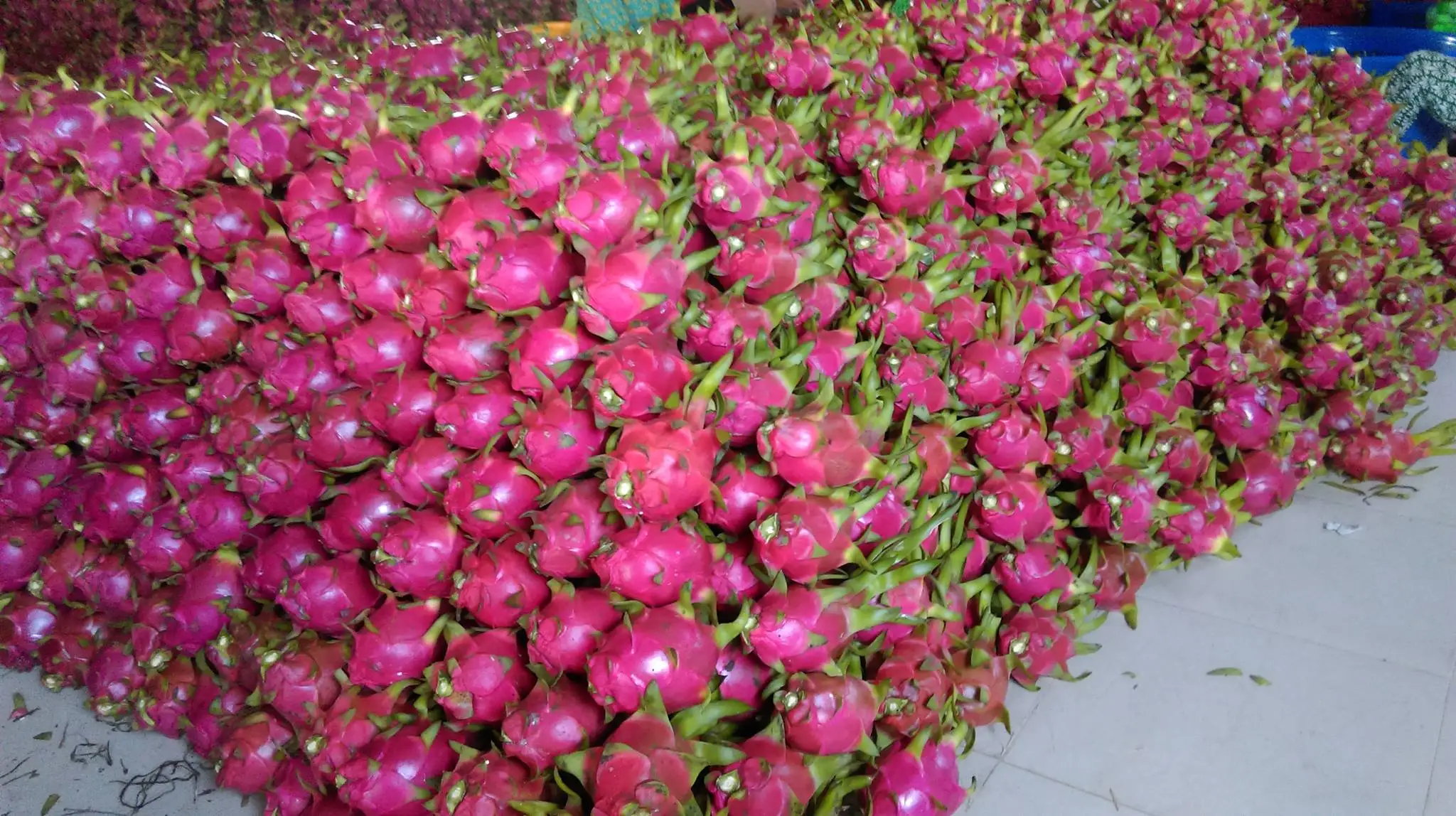 Fresh Dragon Fruit from Vietnam - High Quality Product/ Best Price in the Market