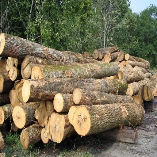 Beech Wood Logs and Lumber/Oak Wood Logs