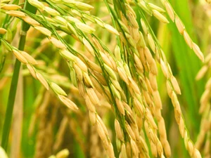  Натуральная рисовая шелуха оптовая продажа низкая цена от вьетнамской компании