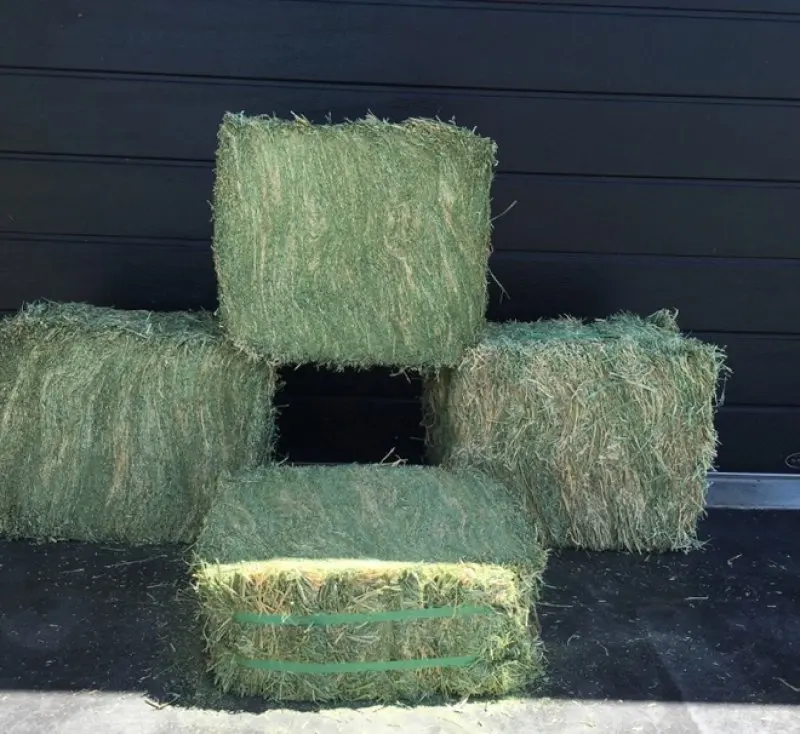 Superior Quality Alfalfa Hay Meal Bales ready for Export
