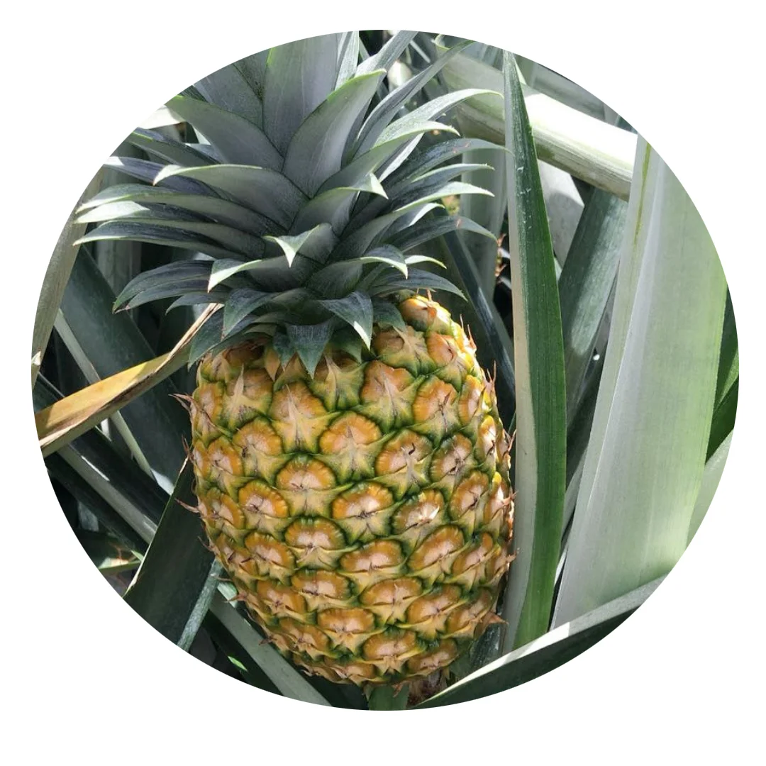 High quality 2021 new crop sweety fresh pineapple fruit - Vietnam dried pineapple / frozen pineapple export to EU, USA