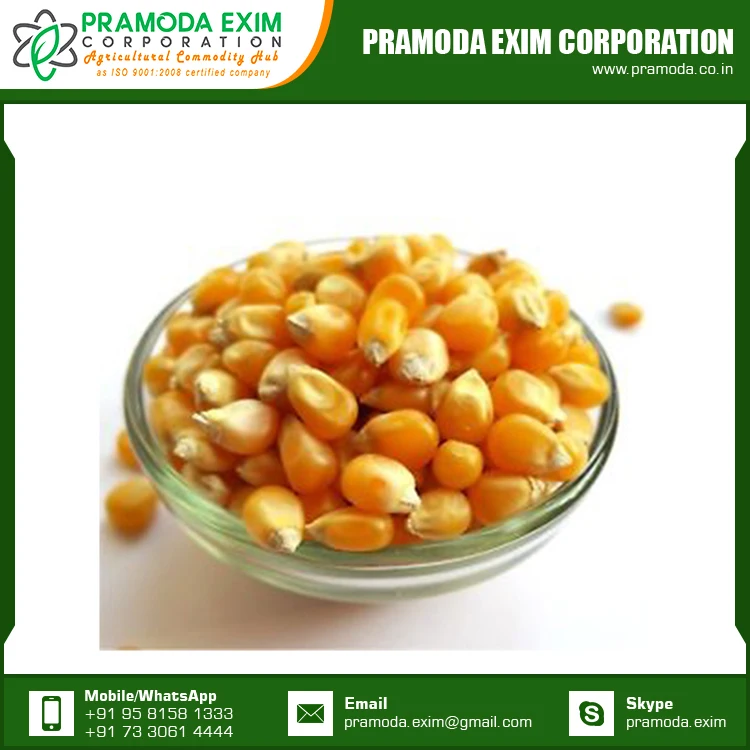 
Yellow Maize Corn Best Yellow Maize Corn for Animal Feed for Sale 