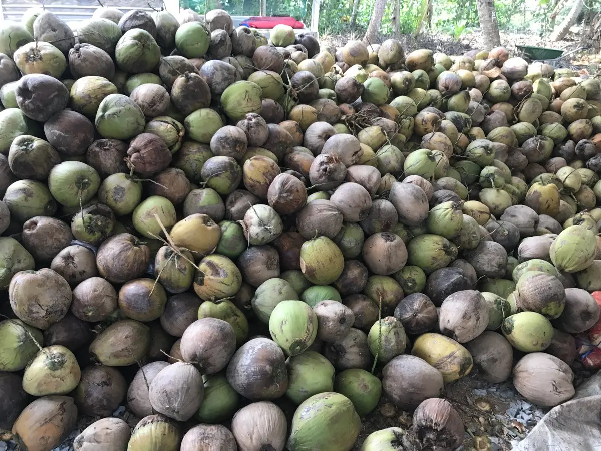 Оптовая продажа сушеный кокосовый копра-Ms Angela + 84 896 683 264