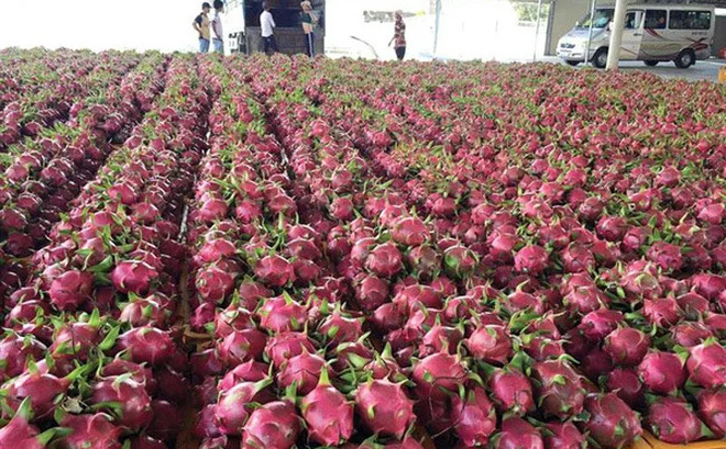 Горячая Распродажа/свежие фрукты дракона высокого качества во Вьетнаме