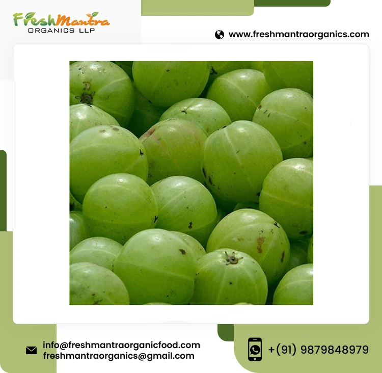 Pure Indian Goosebeery Powdered Form from Medicinal Herbal Plant boosts Immunity and Metabolism Wholesale Supply