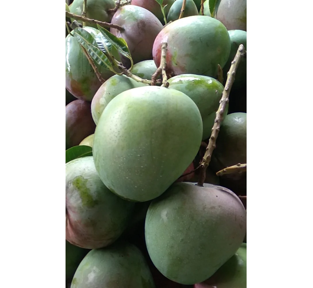Natural Fruit Fresh Mango High Quality Vietnam Fresh Fruit Mango Delicious Taste Wholesale Suppliers