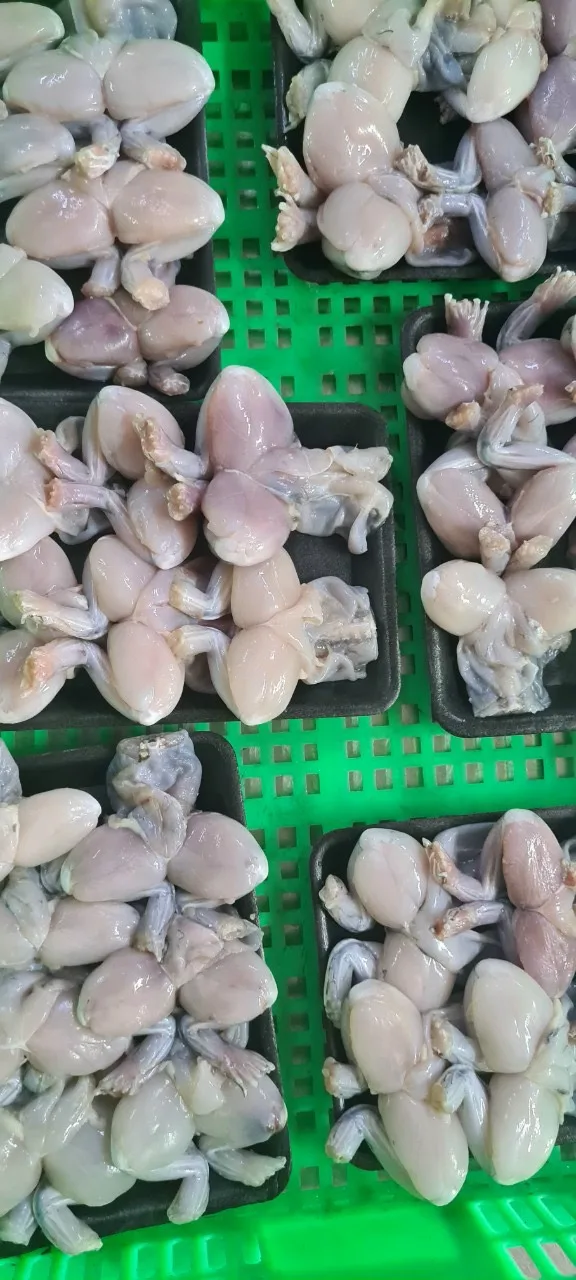 
FROZEN FROG LEGS / FARM RAISED ORGANIC FROG LEGS WITH YOGA POSTURE STYLE NO CHEMIAL 