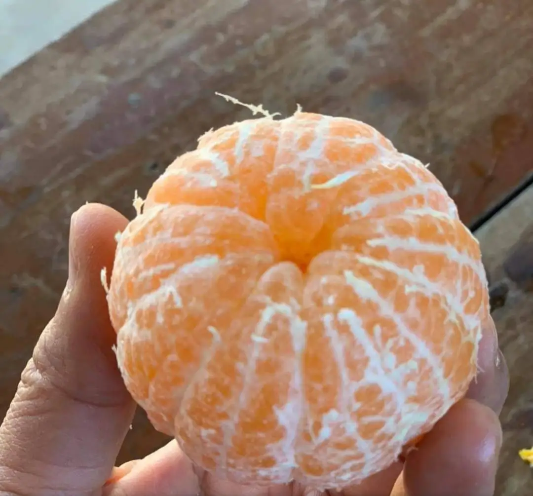 Best Quality Wholesale Fresh Sai Nam Phueng Orange Fruit from
