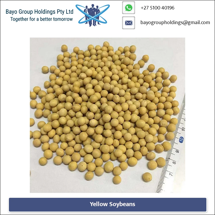 
Safely Vacuum Pack Yellow Colour Non GMO Soybeans from Leading Supplier 