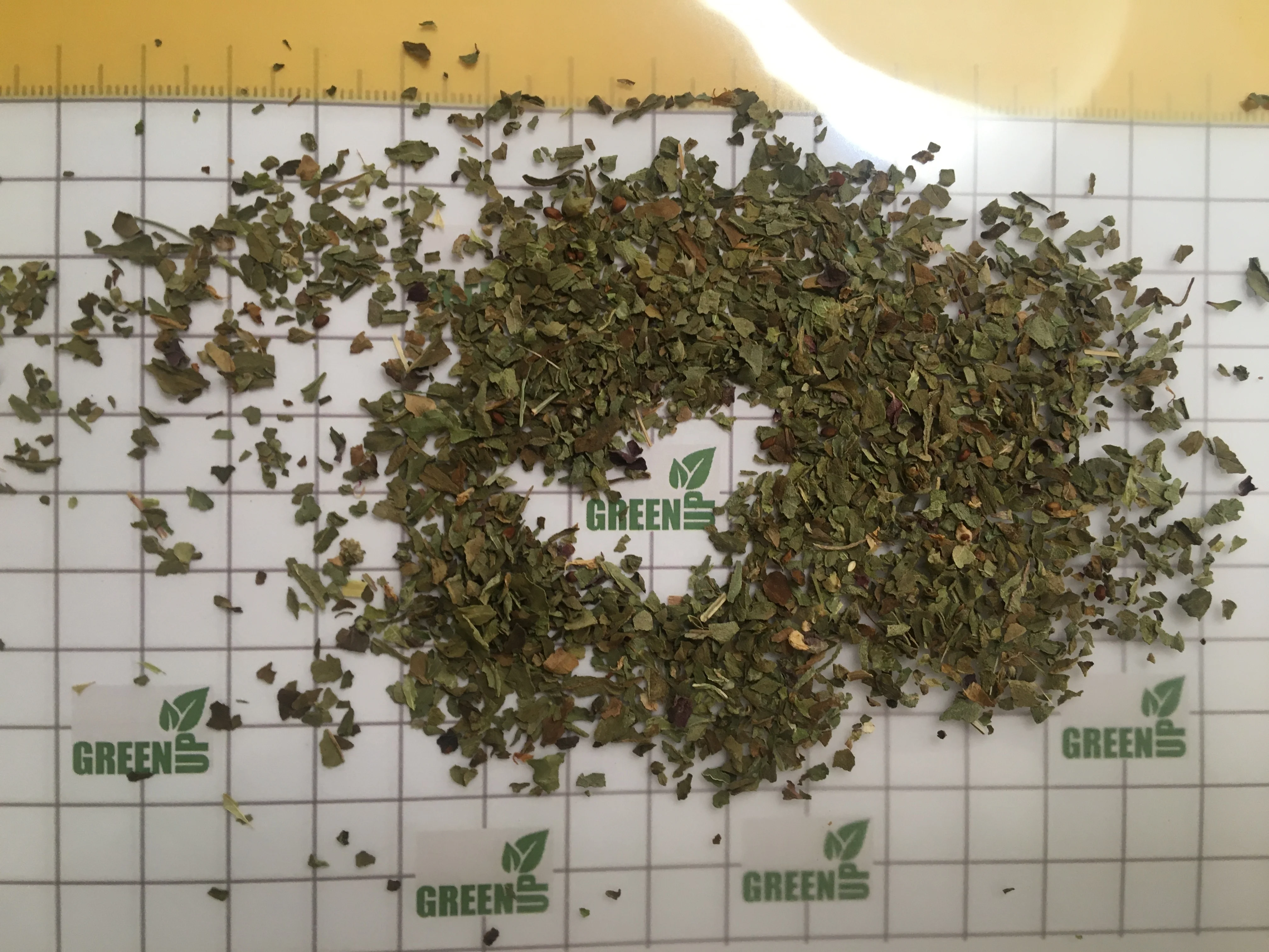 basil leaves green color no ash content no admixture no black leaves  no impurities Basilicum   high quality no stem fresh crops