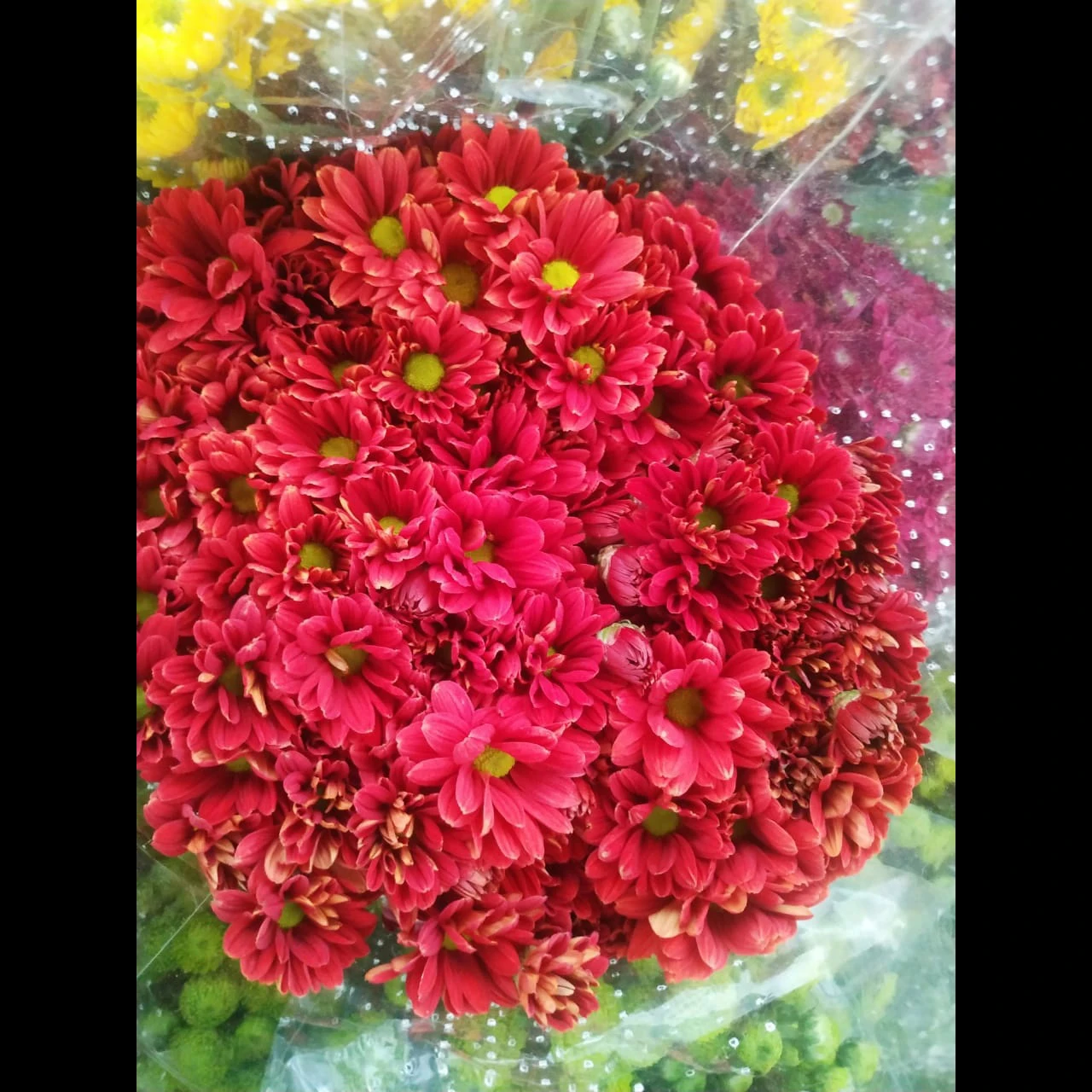 Fresh Red Chrysanthemums From India