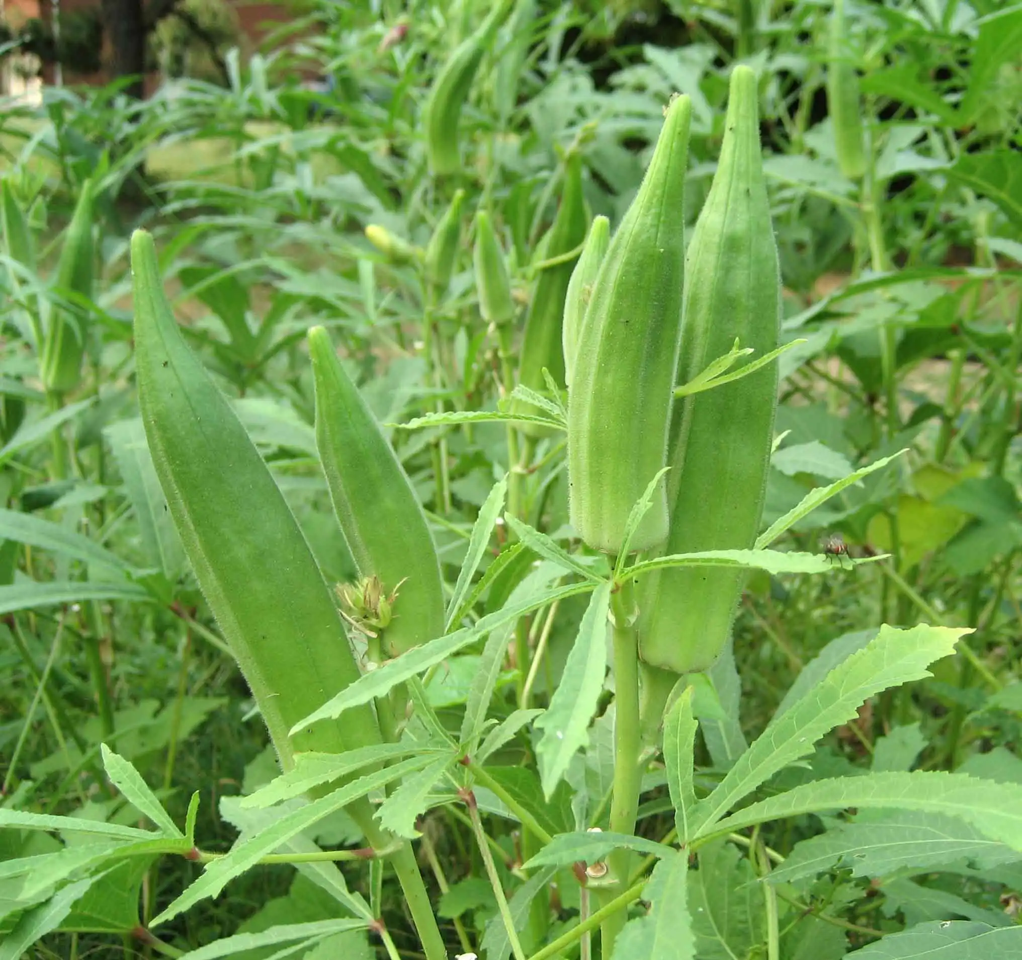 
Organic Bactericide - for Farms, Gardens, Fields, Home Gardens, Indoor plants - Pure Herbal Product - Organic Pesticide 