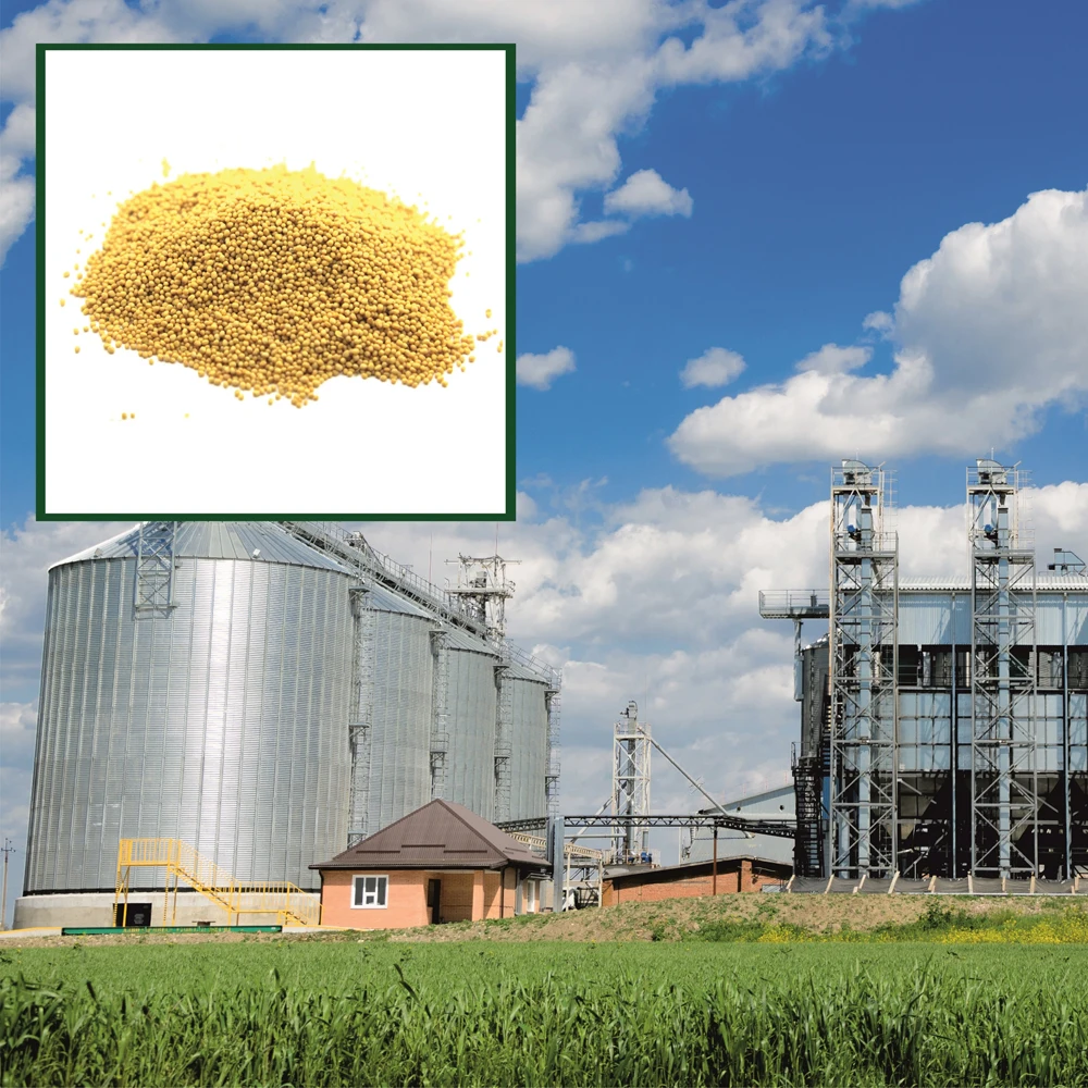 High quality organic yellow mustard seeds in bulk from manufacturer, natural mustard seed wholesale prices