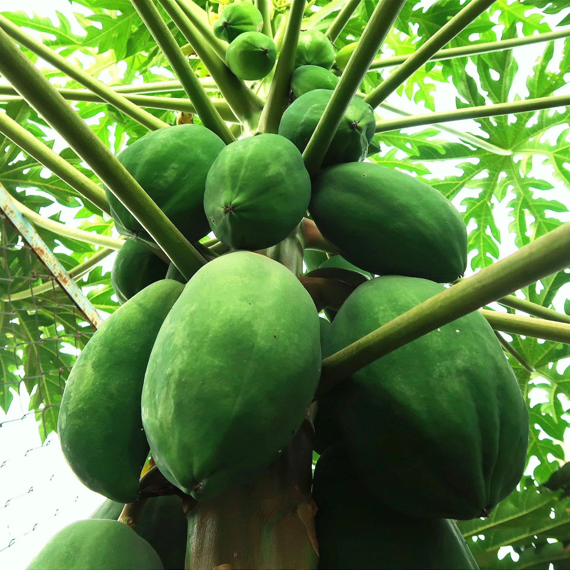 Vietnam Papaya (Pawpaw/ Papaw) fresh fruit- Premium, high quality, clean farming, prestige, attractive price