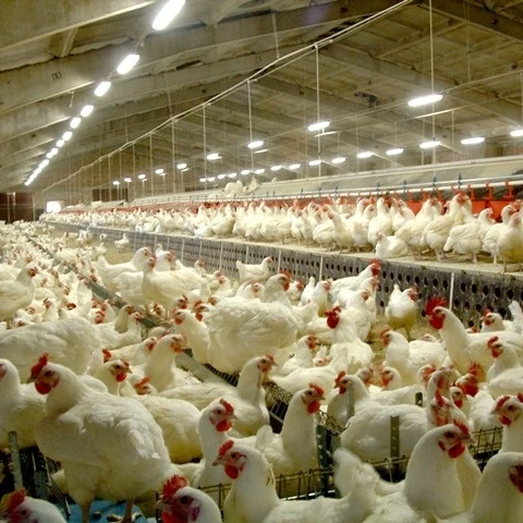 Broiler Hatching Eggs Cobb 500 and Ross 308 / chicken ross / broiler chicken eggs for sale