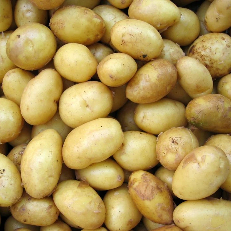 Farm fresh potatoes . irish potatoes