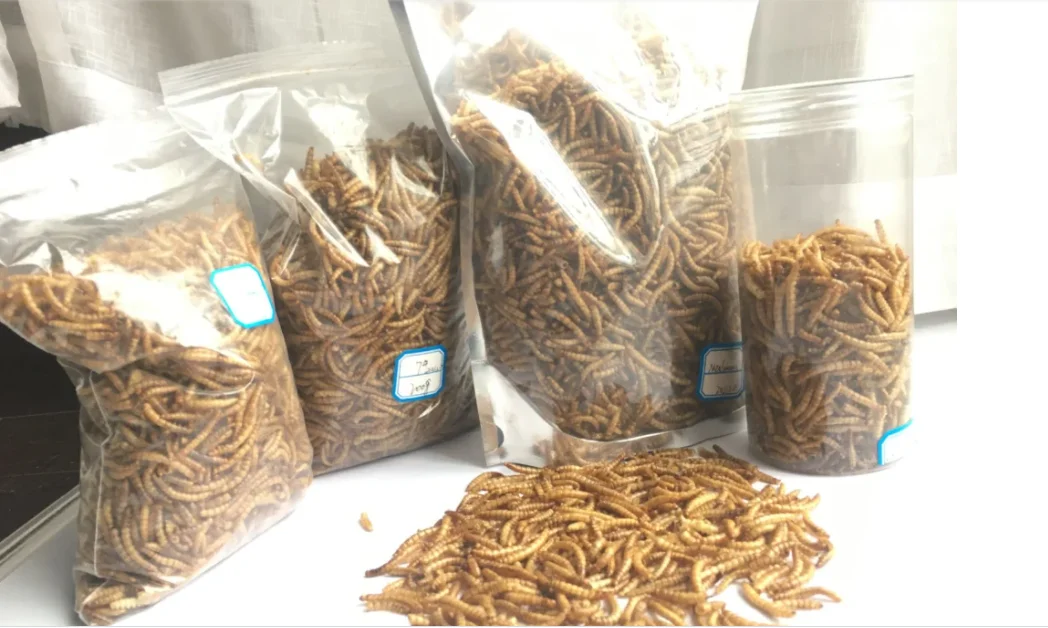 Poultry Food  Mealworm for Poultry