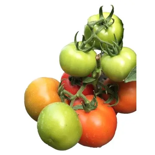 Hybrid Tomato Seeds Cameron, Benin Tomato