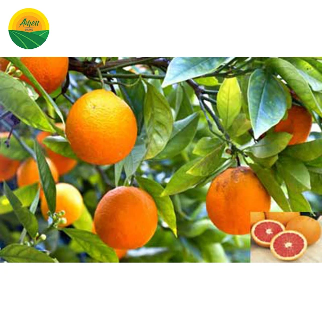 VIET NAM ORANGE FOR SALES