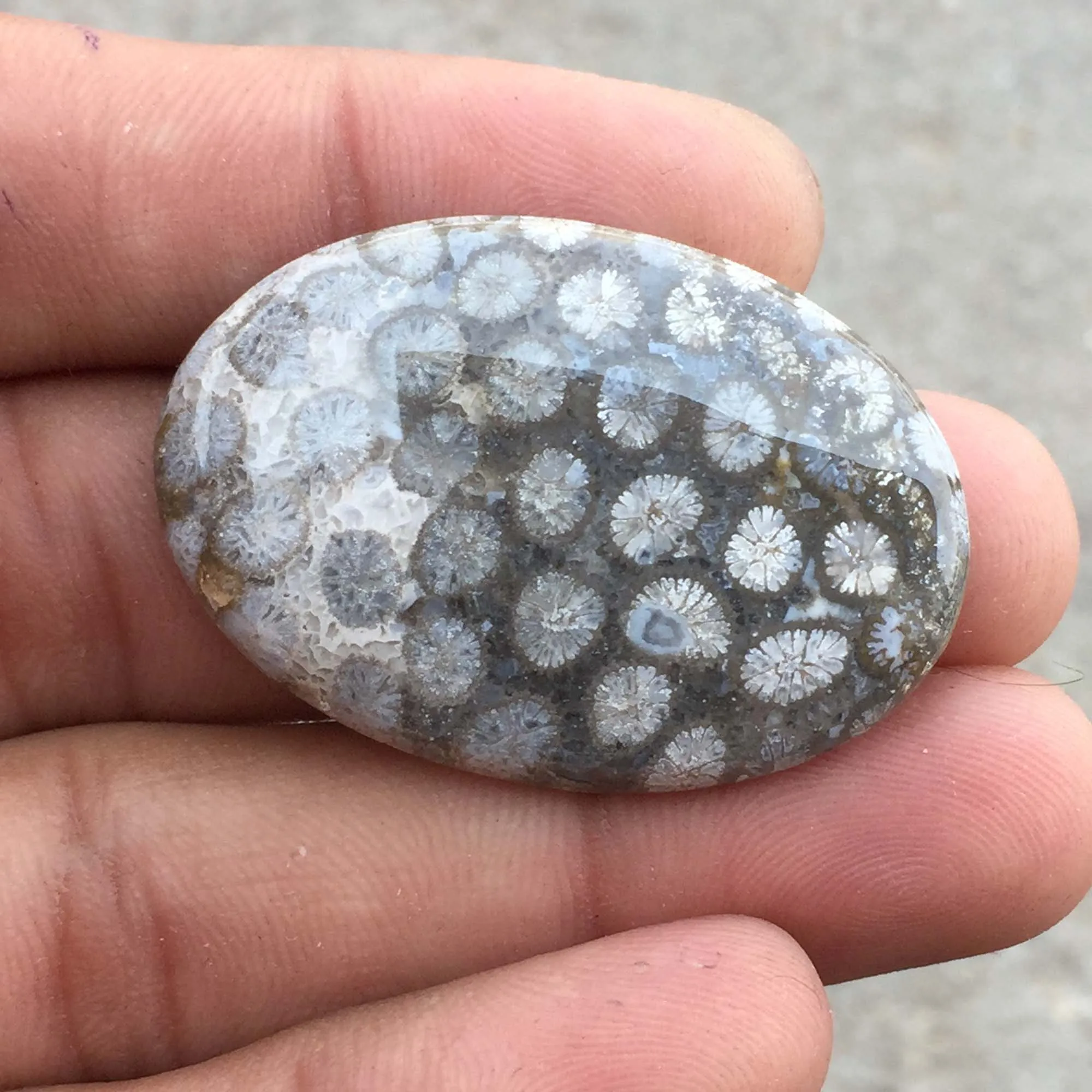 Fossil Coral 100% Natural Gemstone Cabochons High Quality Fossil Coral Stone Polished At Wholesale Price