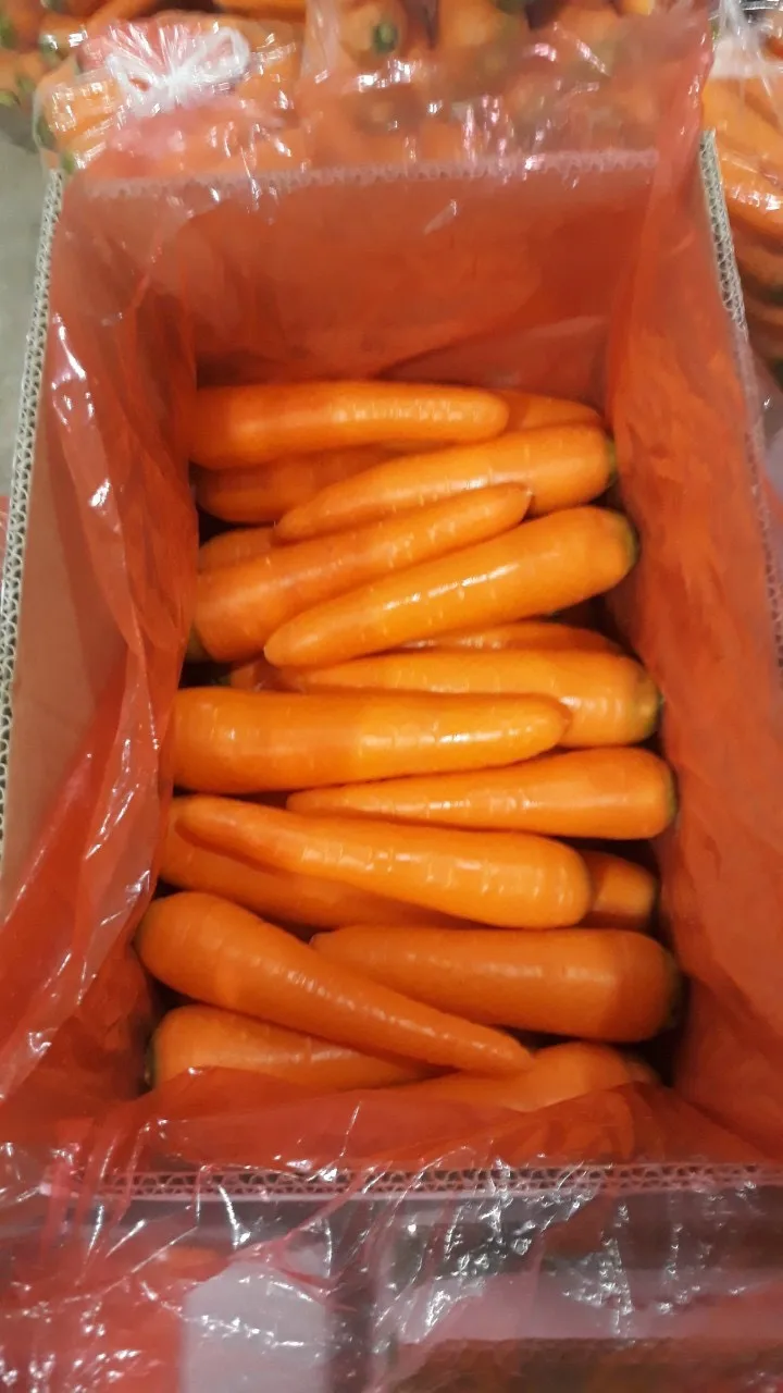 
Supplying fresh Carrot carrots price from Vietnam with top quality _Vikafoods (+84983028718). 