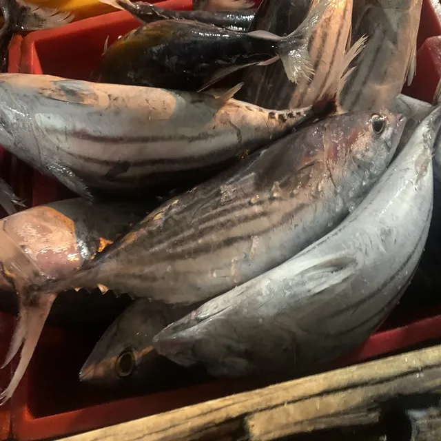 Best supplier frozen whole round striped tuna