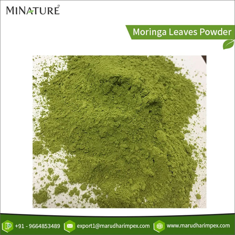 High Standard Grade Verified Quality 100% Natural & Organic Moringa Leaves Herbal Powder for Wholesale Export