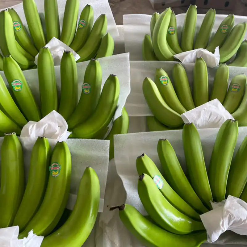 FRESH CAVENDISH BANANA FROM VIETNAM - BEST PRICE