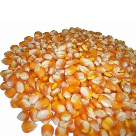 DRIED YELLOW CORN FOR HUMAN CONSUMPTION AND ANIMAL FEED