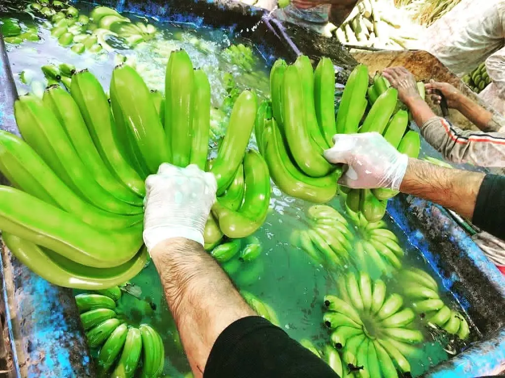 Good price product quality fresh banana for