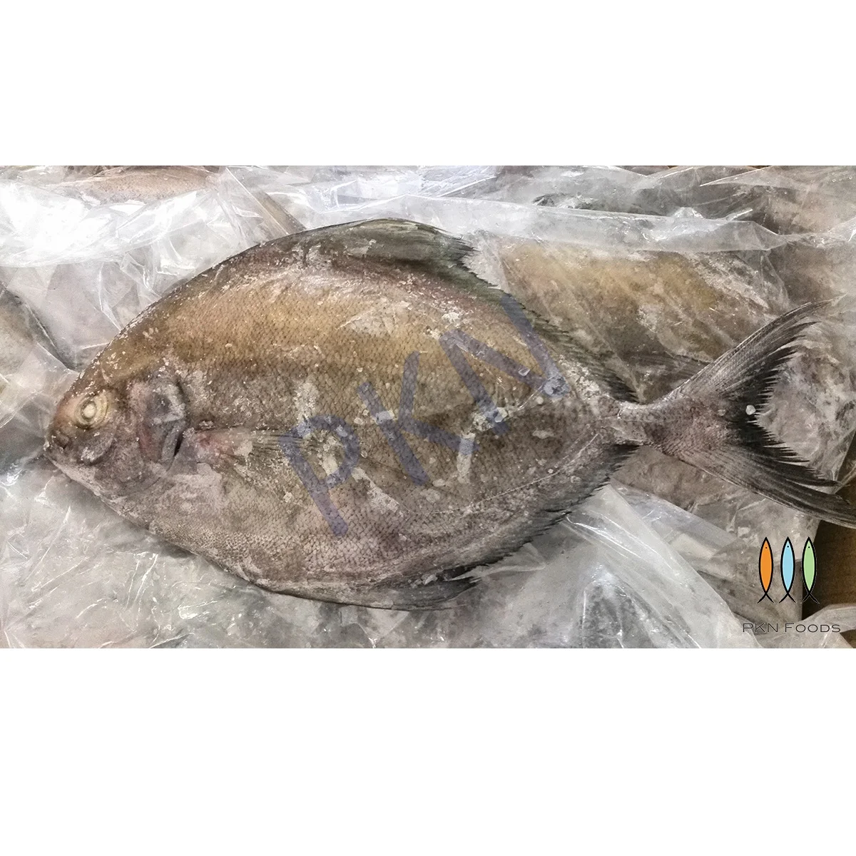 High Quality Whole Body NATURE Parastromateus Niger Black Pomfret From Vietnam