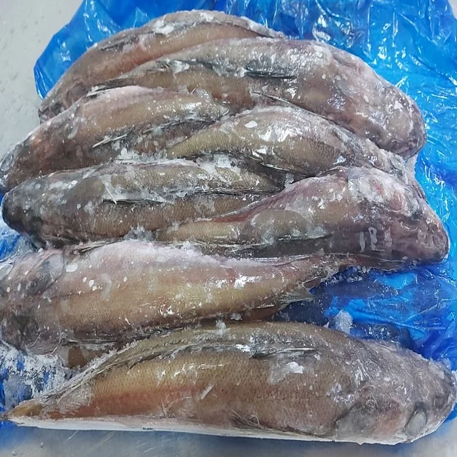 Frozen Hake Gayi  Bulk Quantity at Wholesale Price