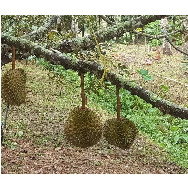 
Wholesale Organic MonThong Fresh Durian With Weight 2 - 4 kgs and Size 20 - 30 cm From Thailand 