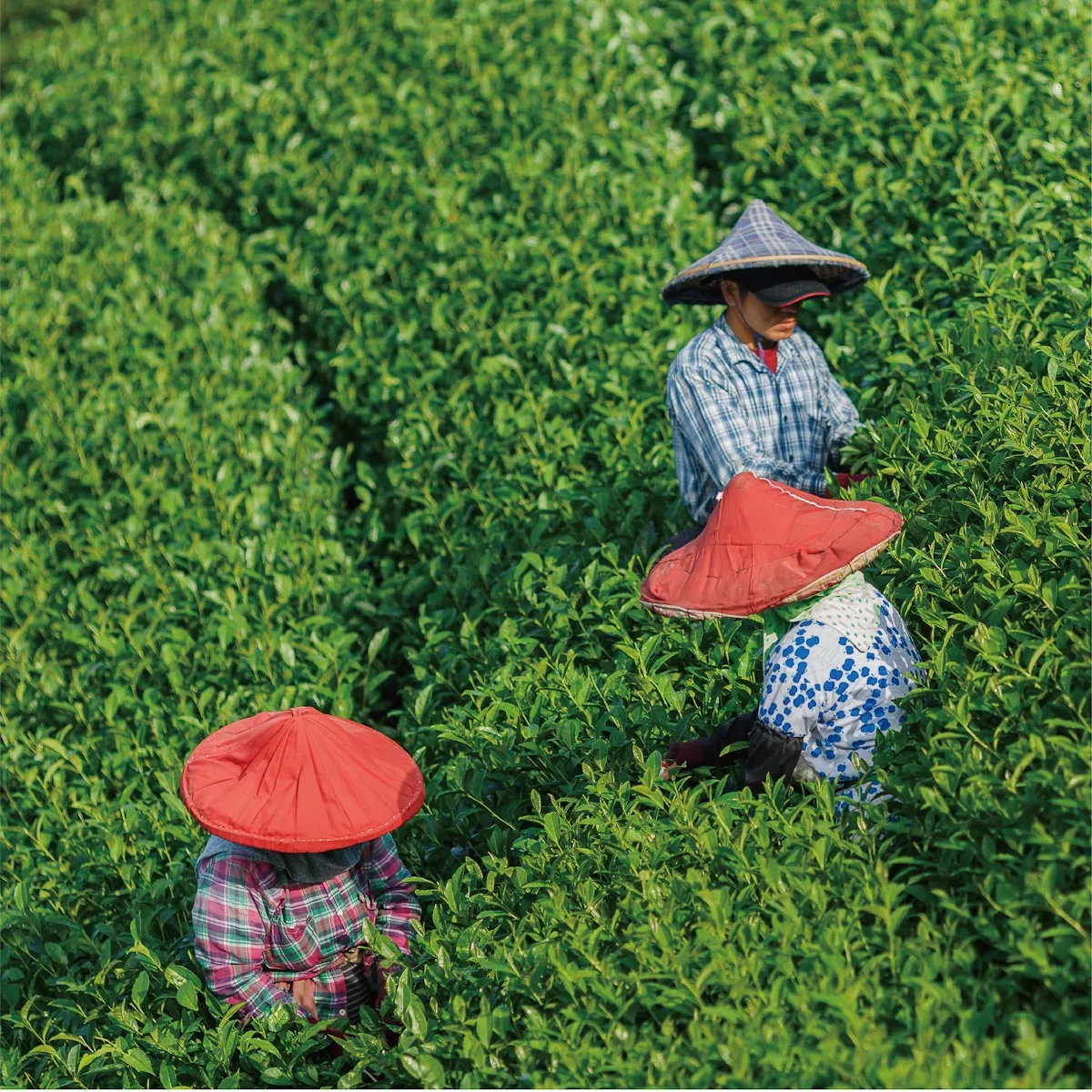 Производители чая oolong чай Oolong лучший тайваньский