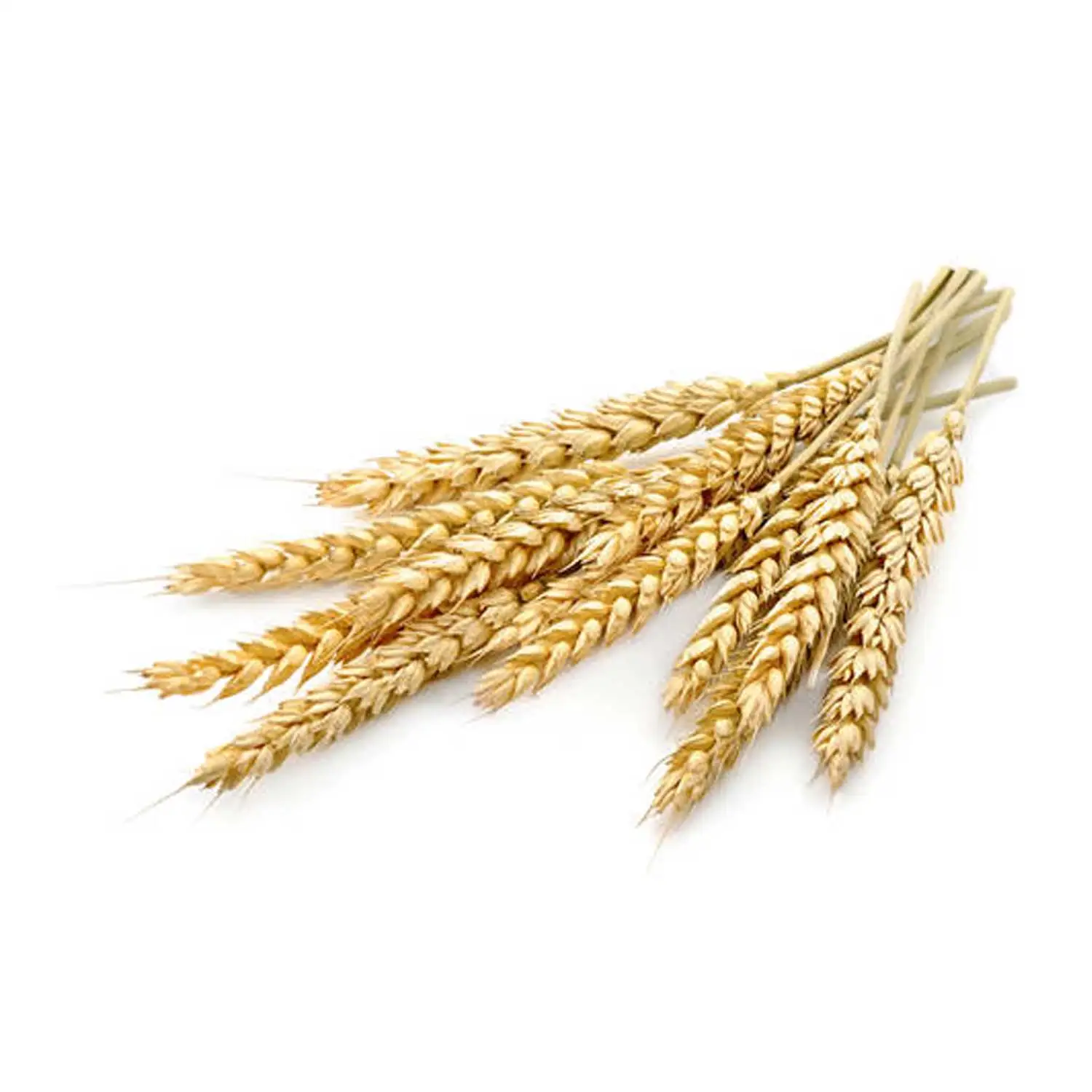 Оптовая продажа оптом ячменя зерна сельскохозяйственных культур