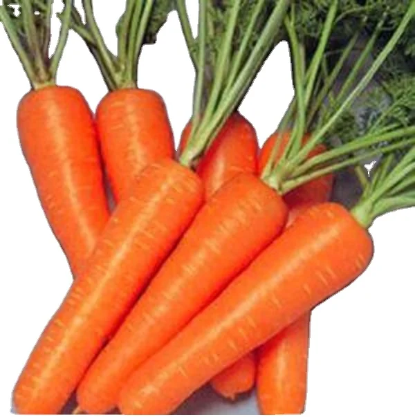 New crop fresh organic vegetables wholesale carot/carrot seeds price of carrots in bulk for export