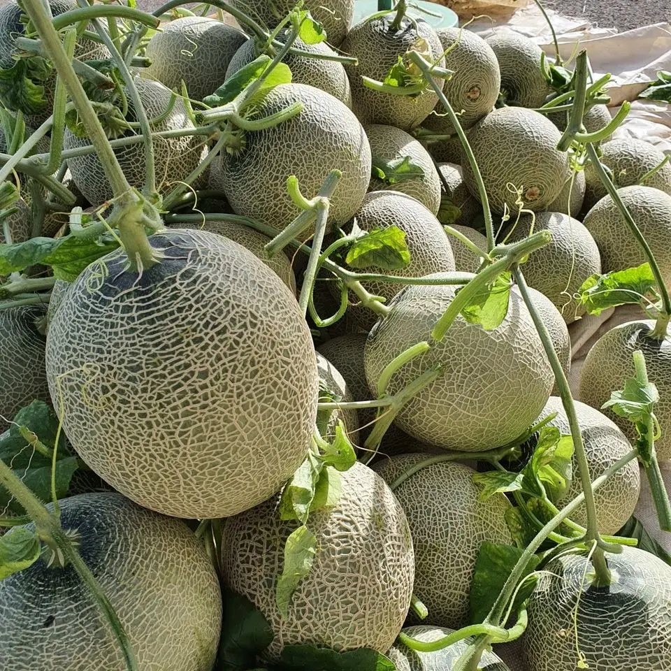 
Premium Cantaloupe King Melon Taken Care By Japanese Standard Procedure 