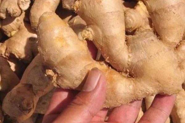 Newest Crop Pure Fresh Ginger 2023 From Vietnam - High Quality and Best Price Spices For Export
