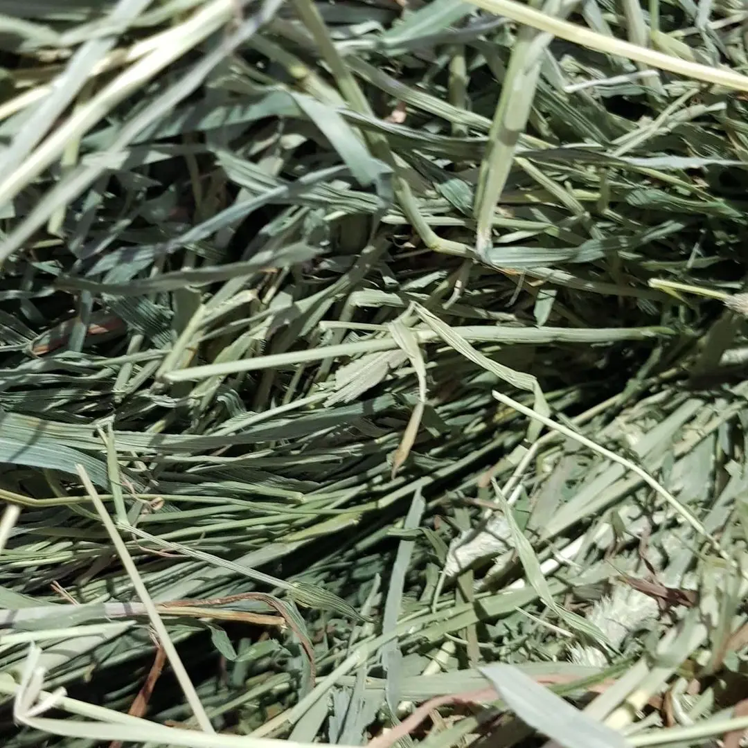 Alfalfa Hay at very cheap price / Quality Rhodes Grass Hay Alfalfa