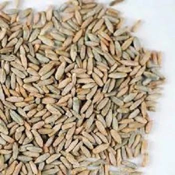 
 Organic Farm Rye grain/Winter Rye/Rye Flakes in Rye bran  