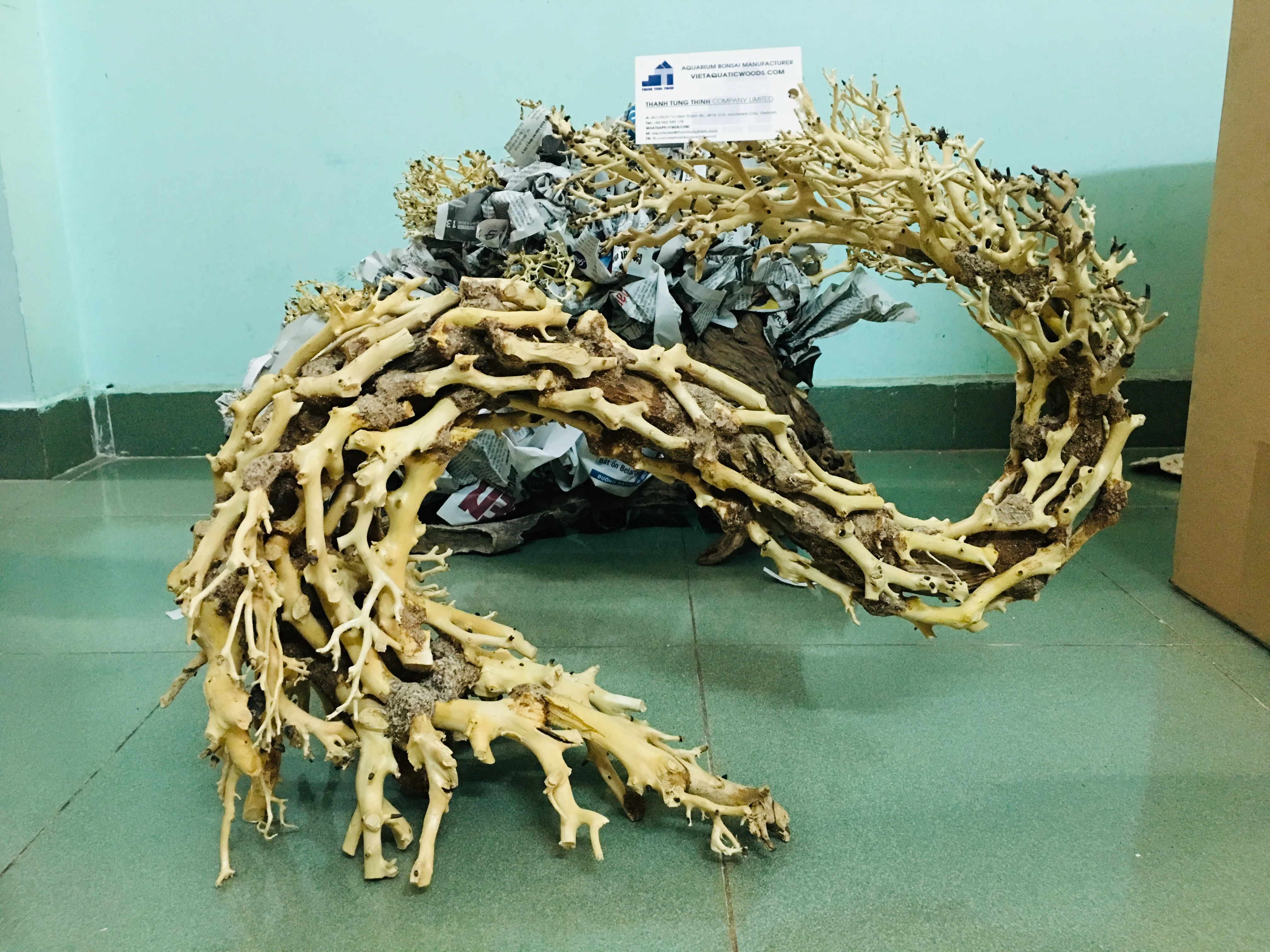 2024 Hot Design Dragon-shaped Large aquarium bonsai driftwood aquarium live plants WhatsApp +84 961005832