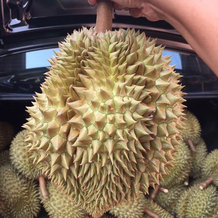 FRESH DURIAN  VS COMPETITIVE PRICE/FROZEN DURIAN