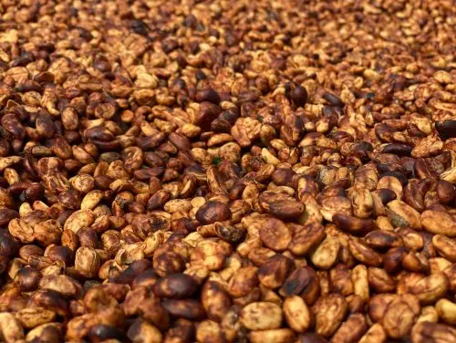Langbiang Coffee Beans Dry To The Standard Made Sticky Like Honey Moisture Robusta Honey S16
